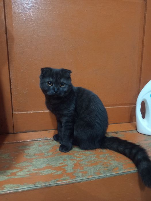 Отдам кошку даром