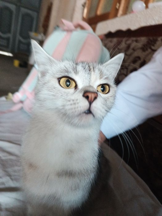 Отдам кошку в хорошие руки! Порода Шиншилла