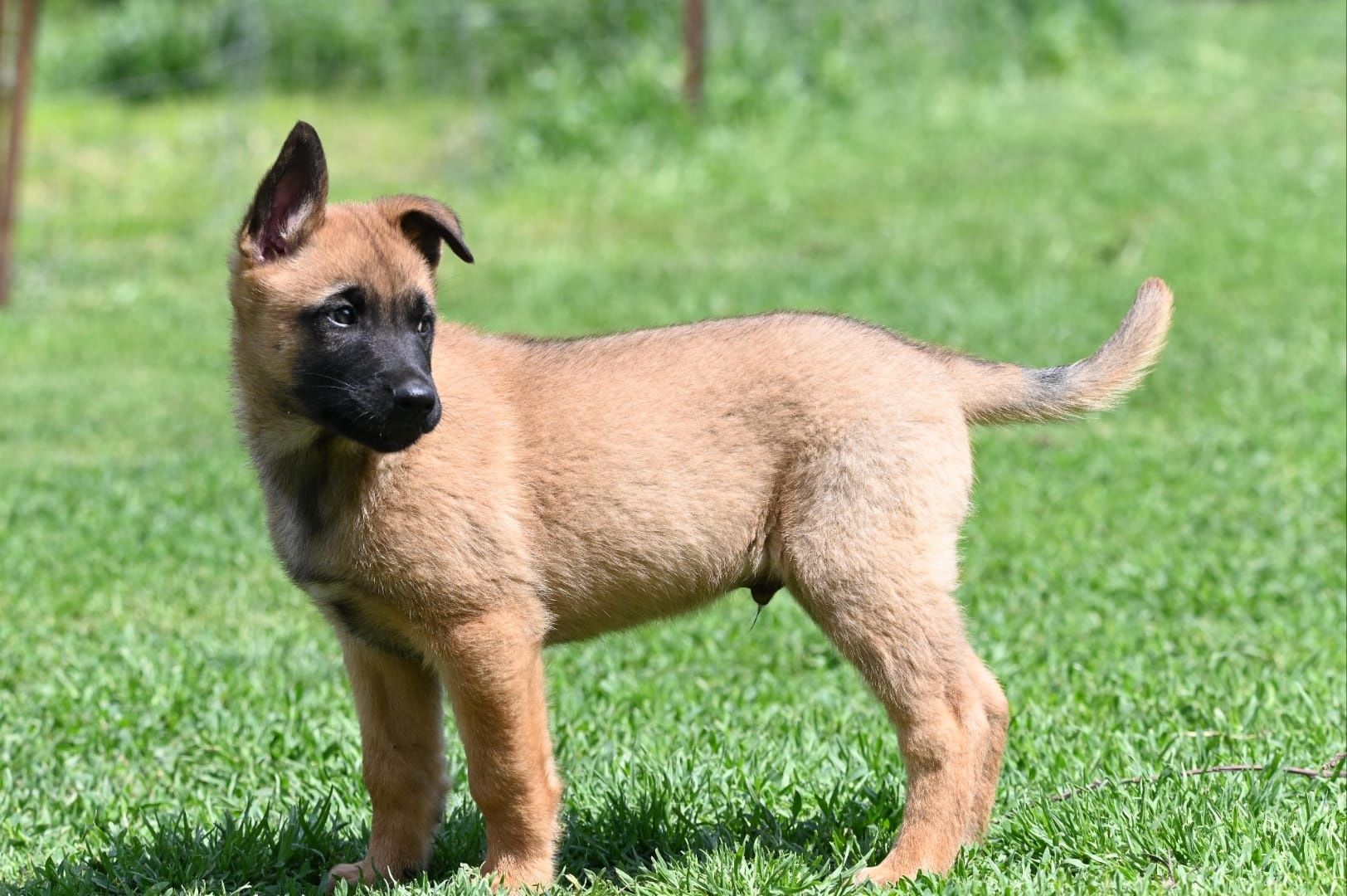 Ciobanesc belgian malinois