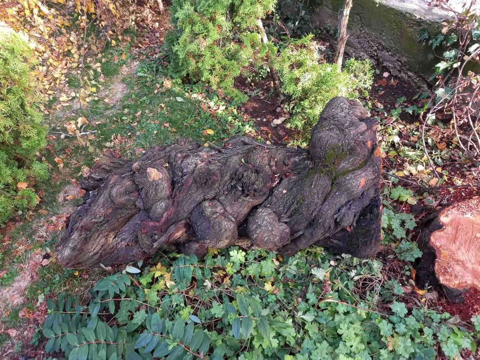 Дънер от слива (джанка)