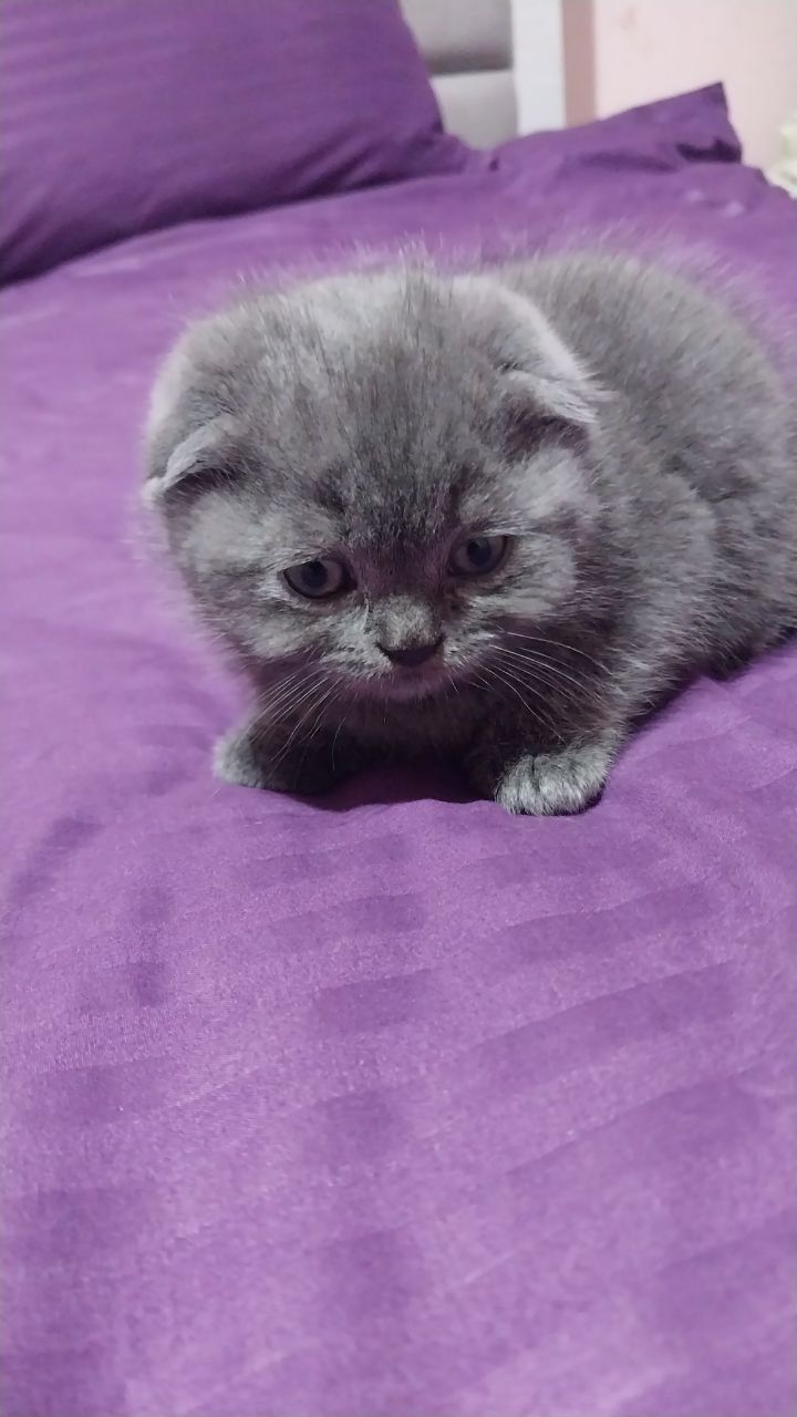 Scottish fold 2oylik