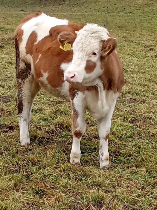 Vitea de vânzare Vidra ,Alba