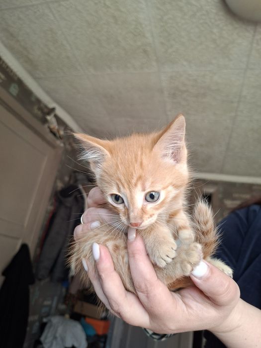 Шустрые котята от кошки мышеловки!