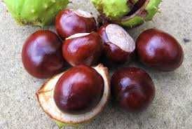 Castane necomestibile pentru uz extern,medicinal(infuzii,tincturi)