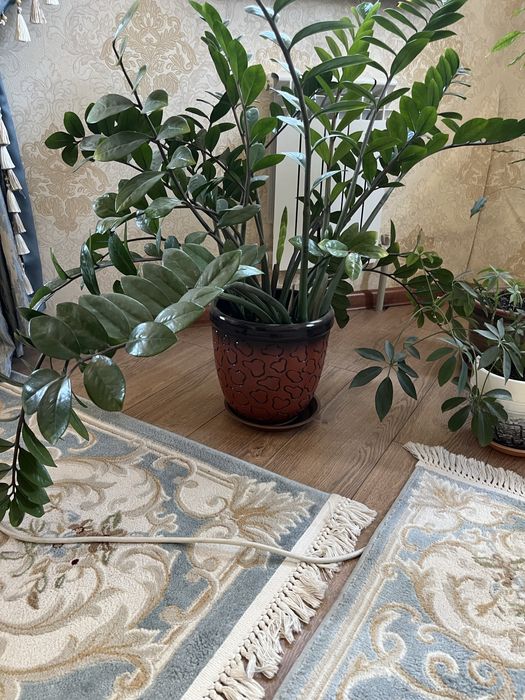 Цветок замиокулькас