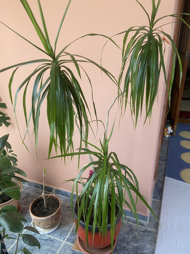 Комнатные растения большие для офисов и дома