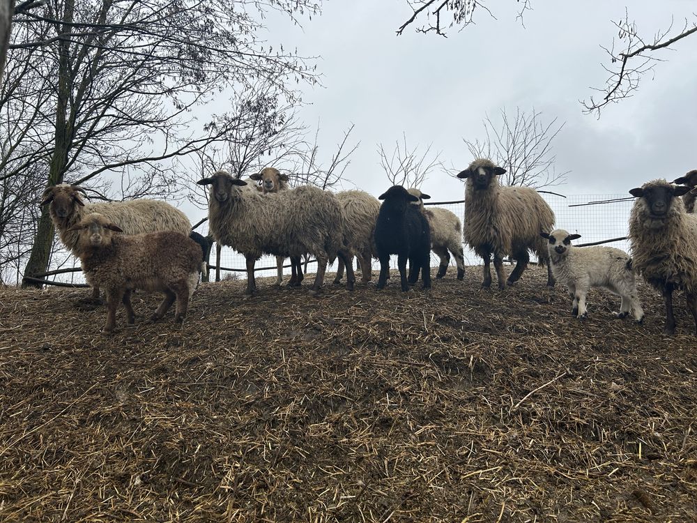Vand oi avas și țurcane