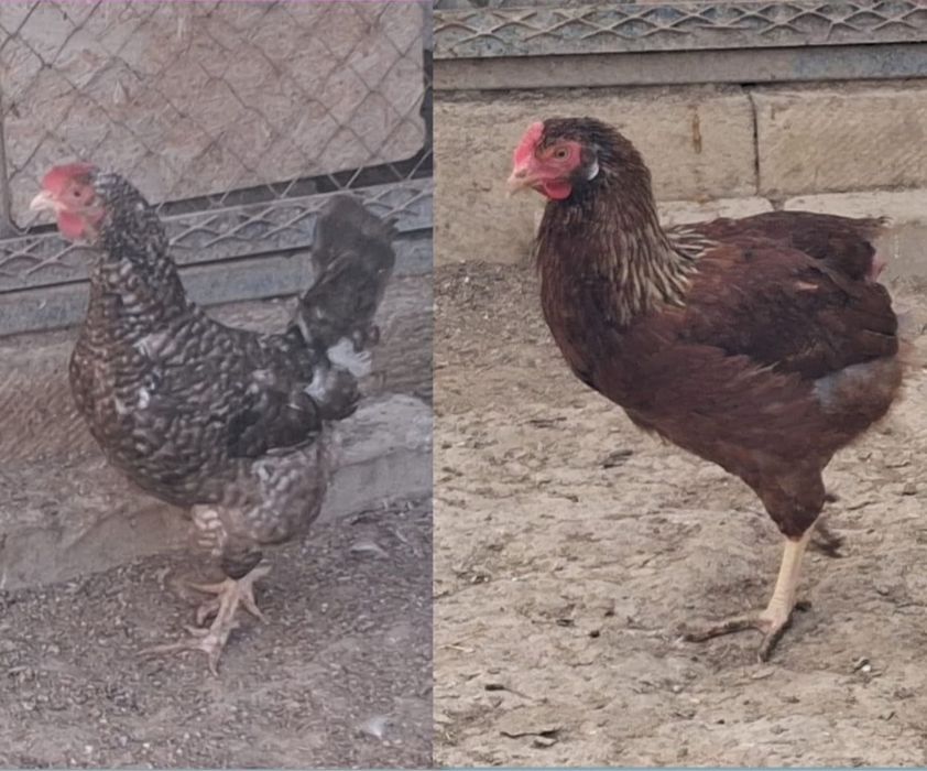 Несушка тауыктары