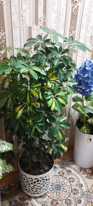 Сотилади гул чиройли