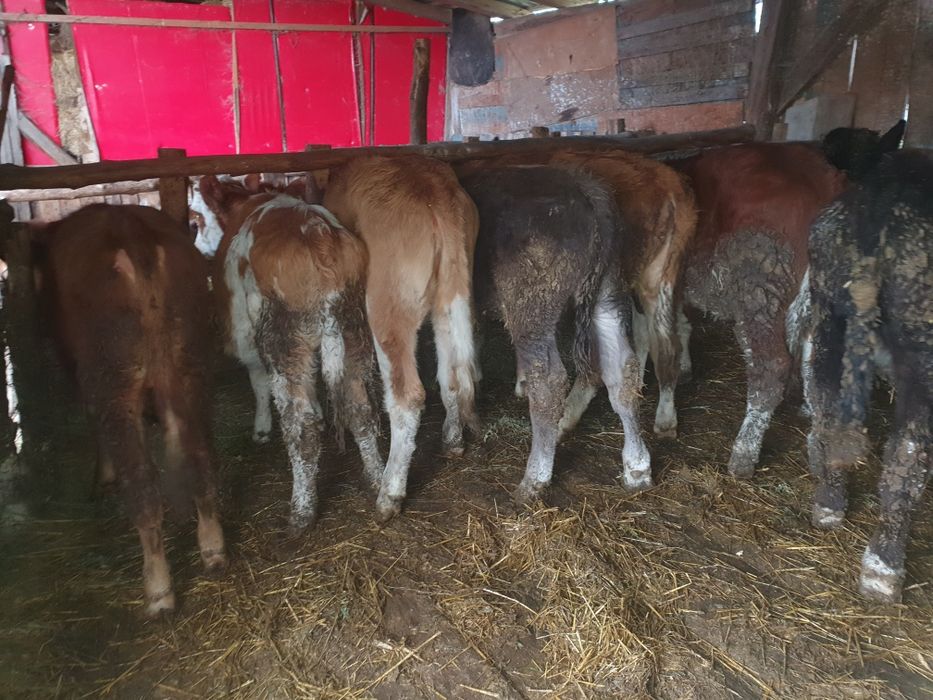 Vand taurasi si vitele