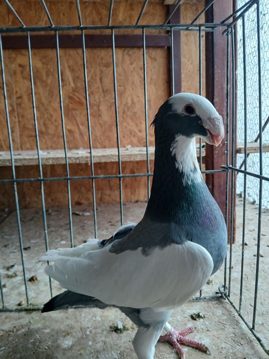 Voiajori germani de frumusețe