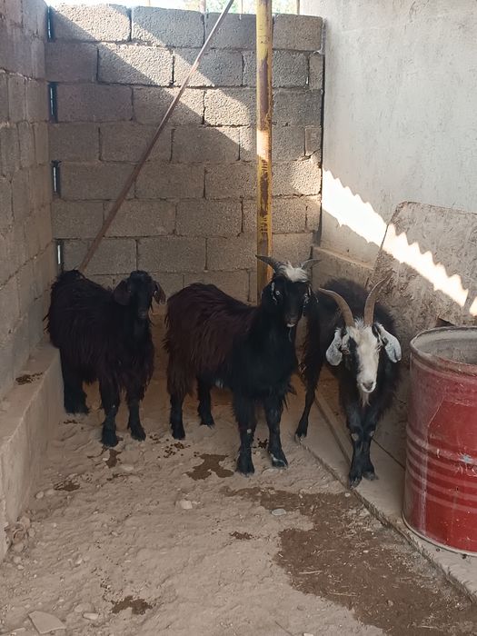 Ешкылер сатылады