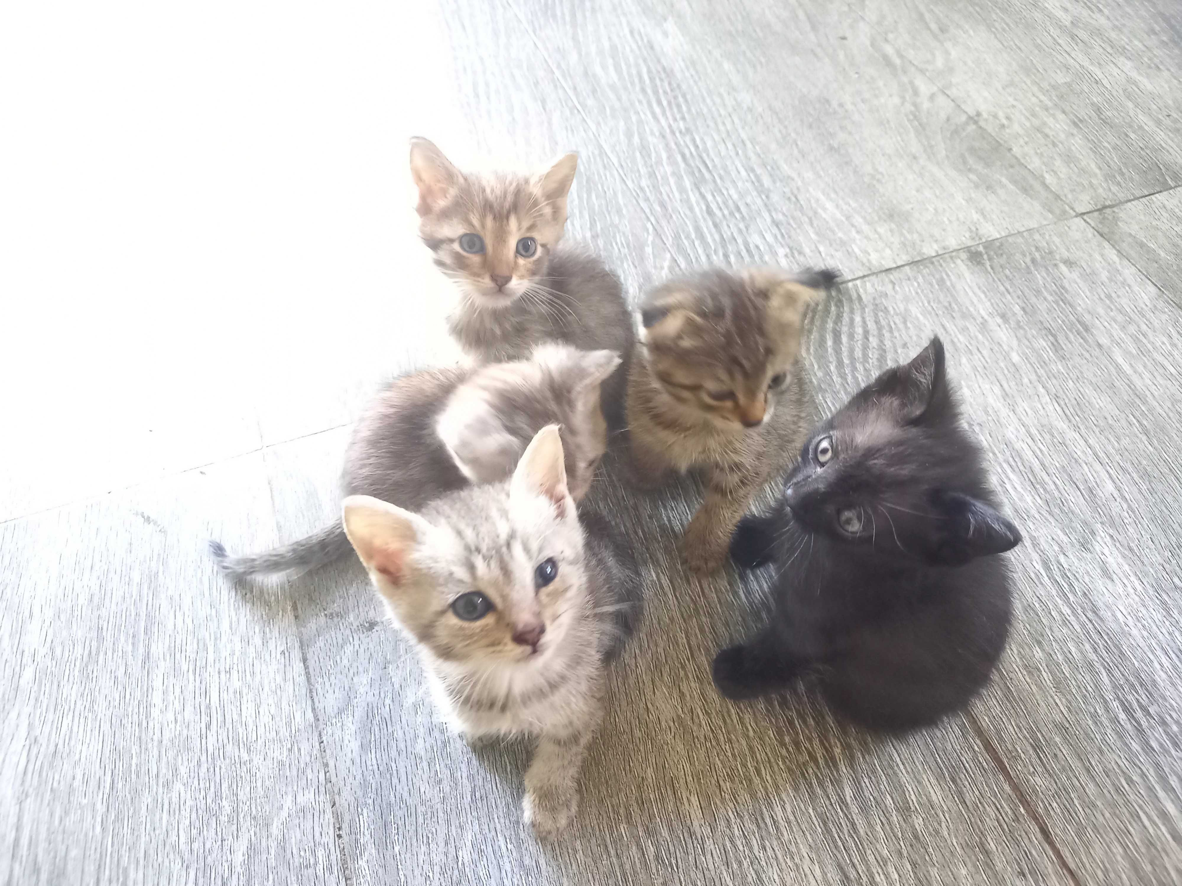 Котят в Добрые ручки