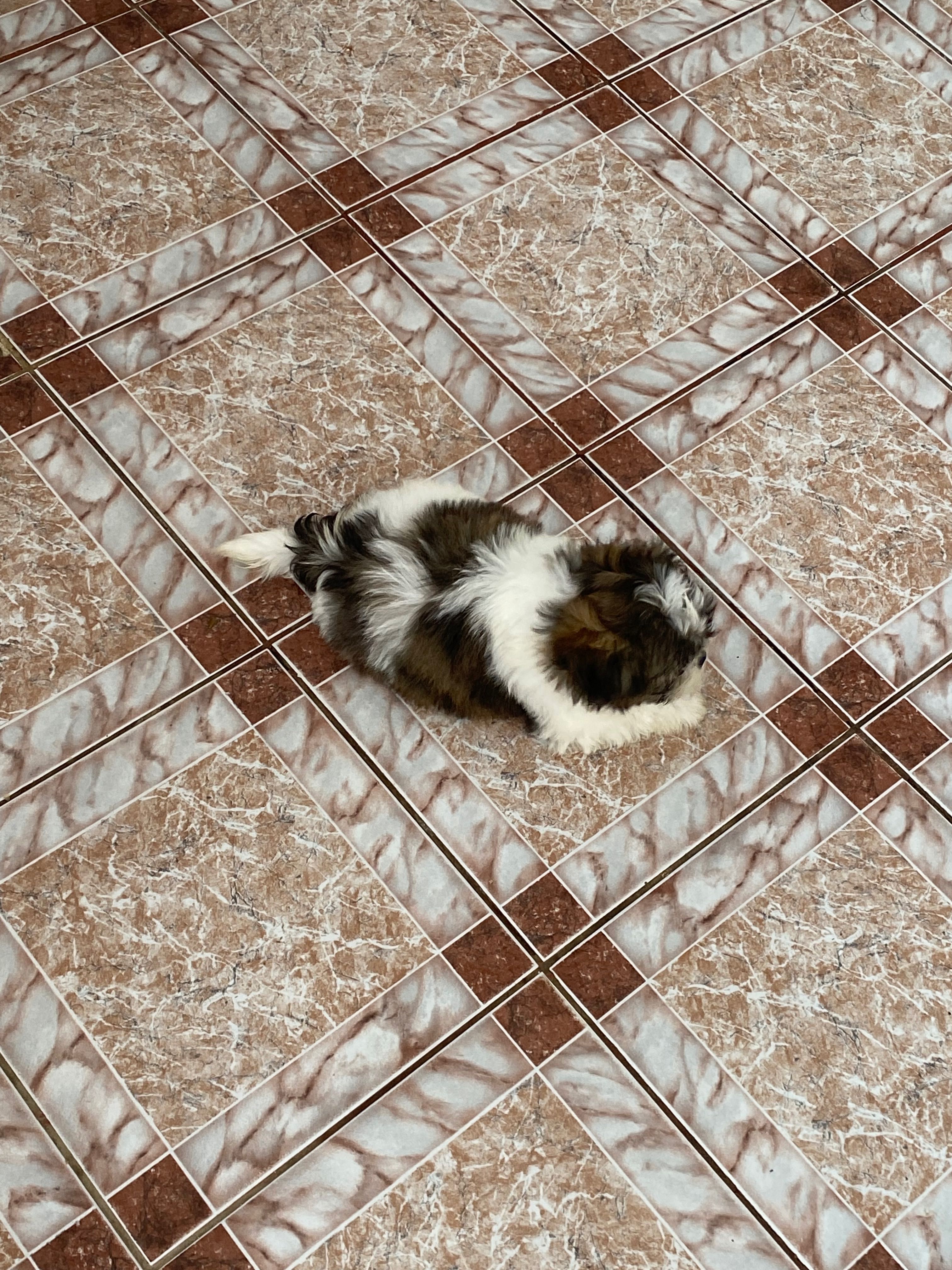 Shih-tzu fetița 2 luni