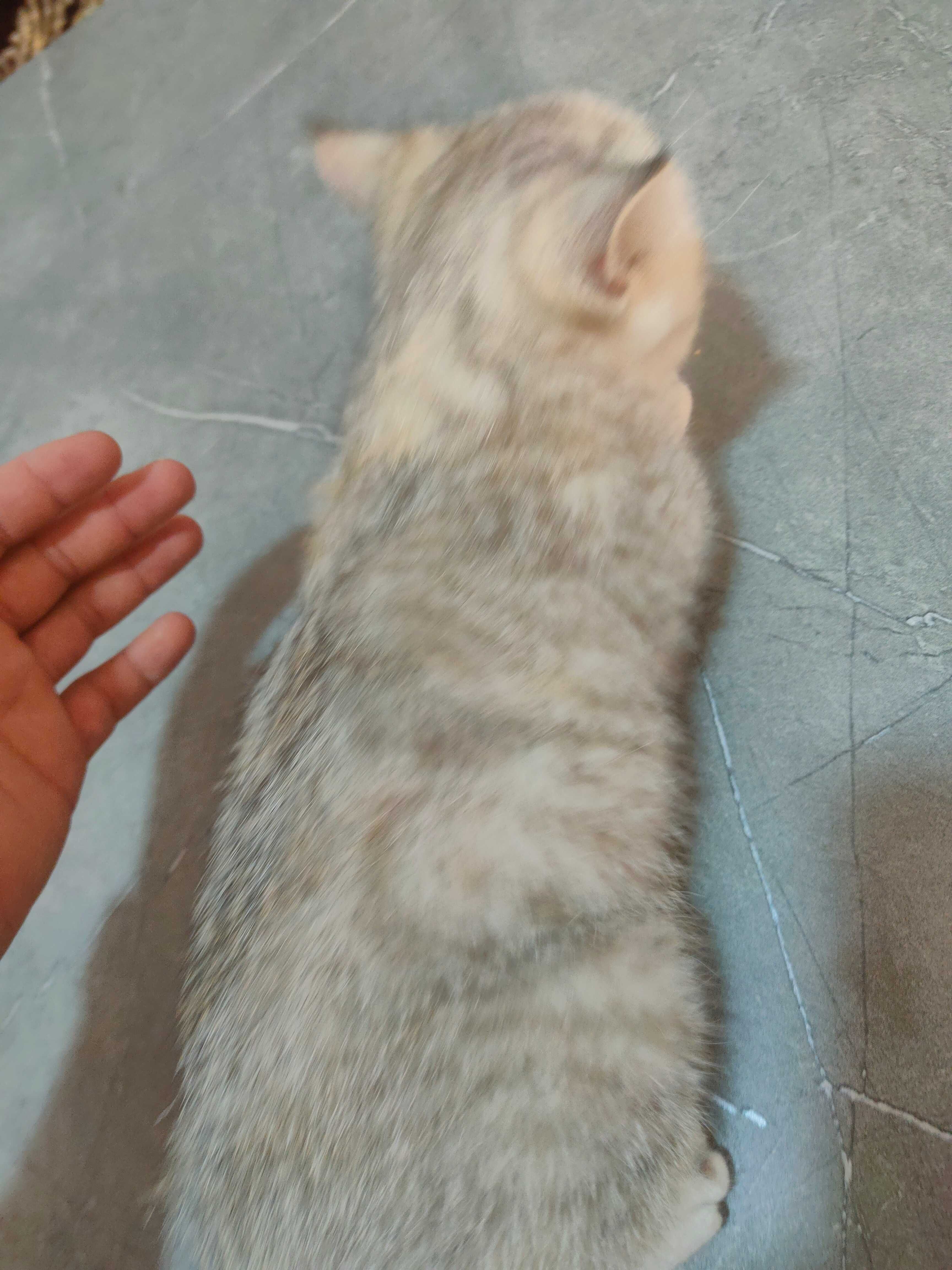 Skotish strayt 2 oylik