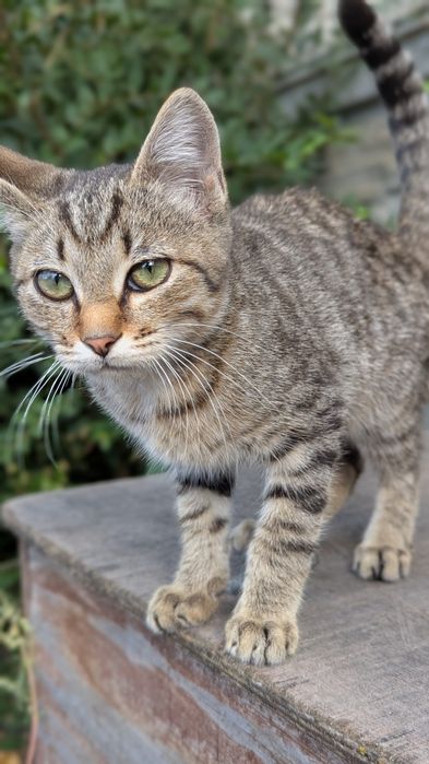 Отдам котят в добрые руки срочно