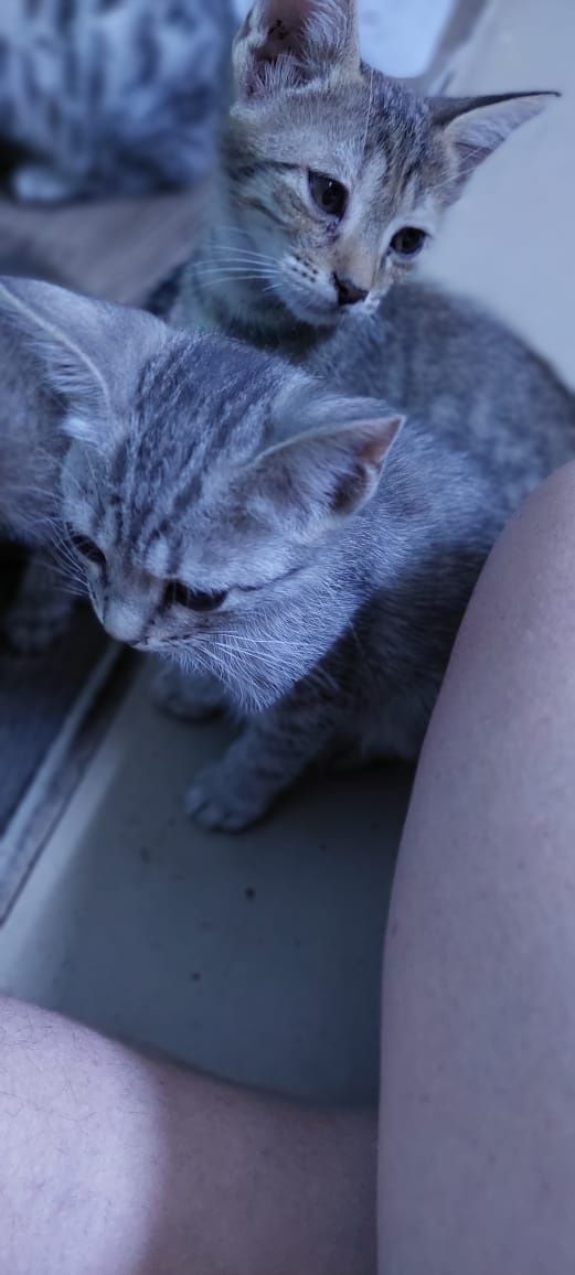 Котята в добрые руки. Г.Шымкент район Казбакалейторга