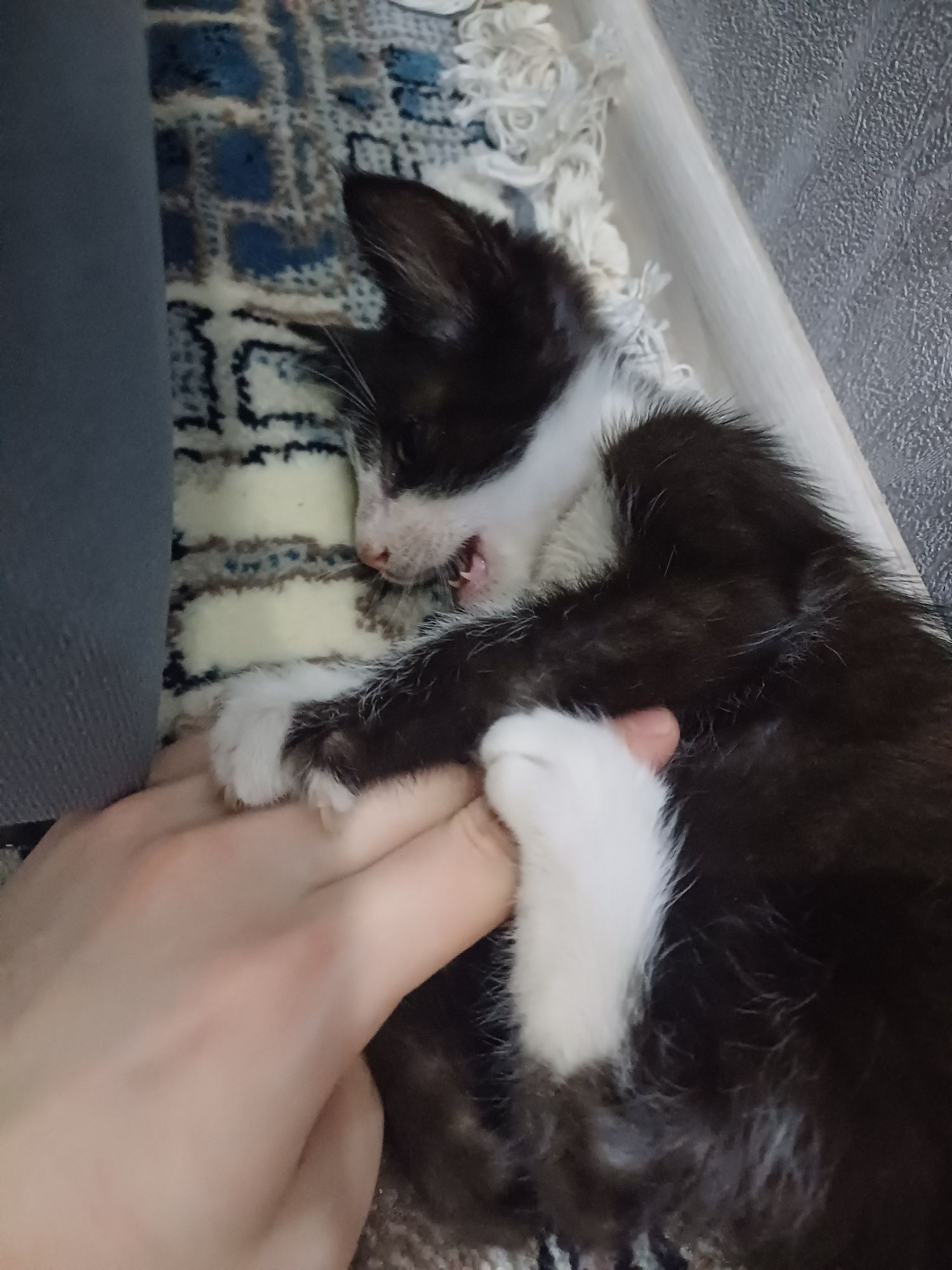 Котёнок в добрые и ответсвенные руки