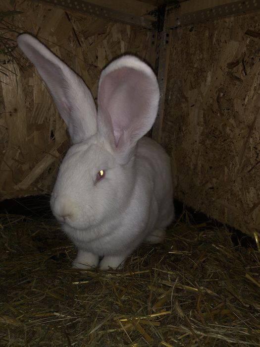 Doua femele urias german alb