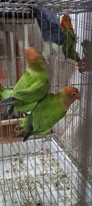 Green Opaline Golden Opalin Violet opalin i muatsiyala