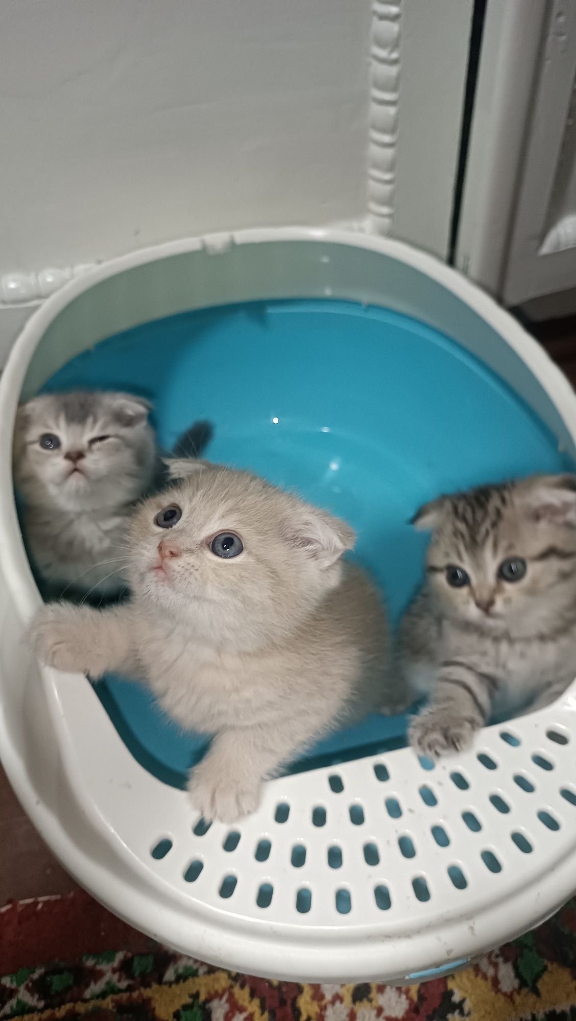 Scottish fold shinshilla