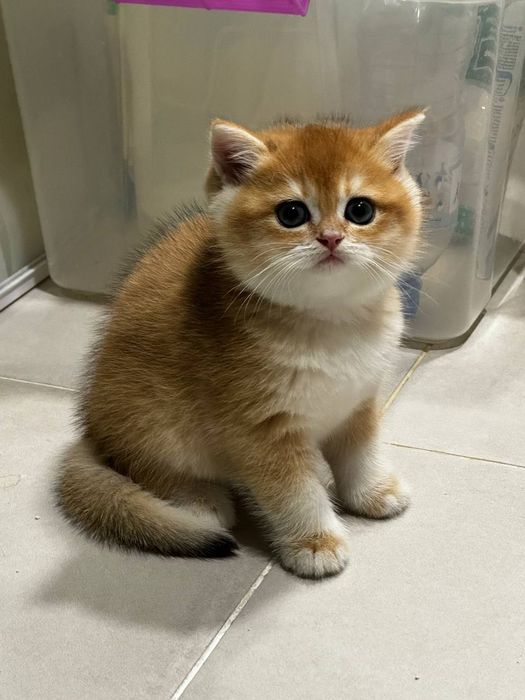 Британцы  полный пакет документов