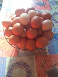 Livŕăm ouă de găină
