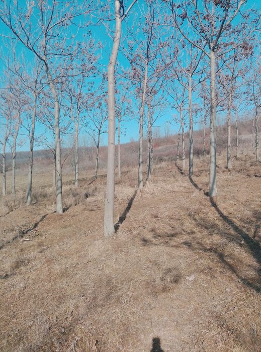 Paulownia de vanzare
