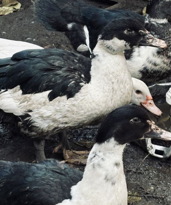 Утки домашние живые