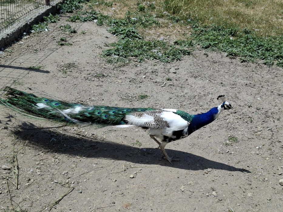 Păun arlechin de vânzare