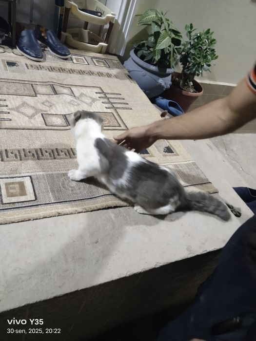 Scotish fold mushugi