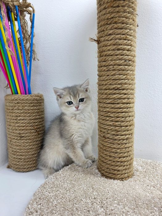 Британские девули  ждут любящих и ответственых хозяев