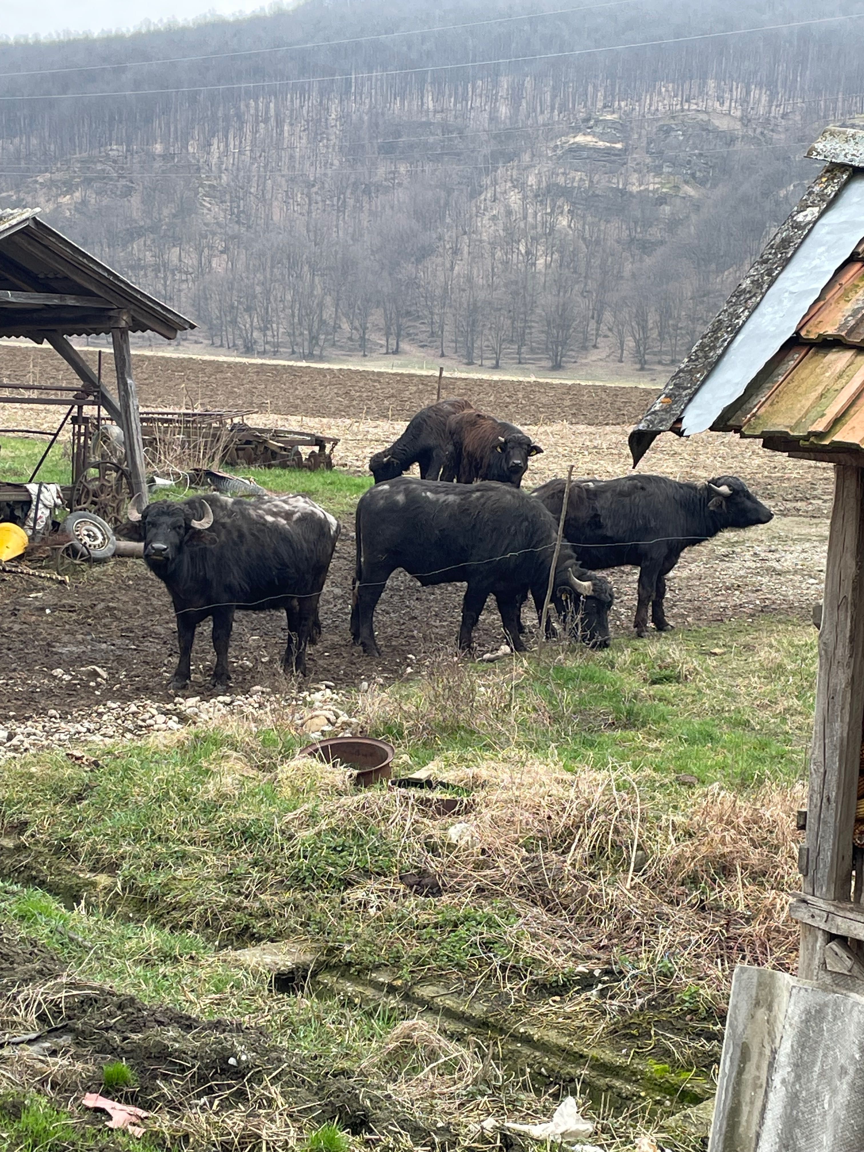 Bivol romanesc de vânzare