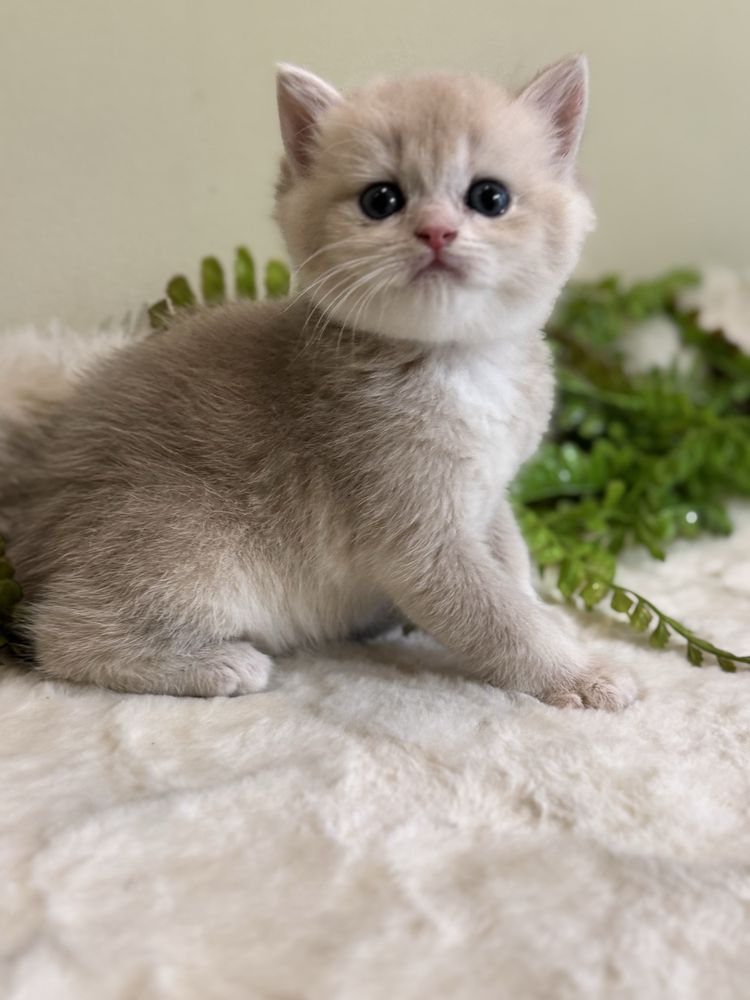 Продается котенок ay12