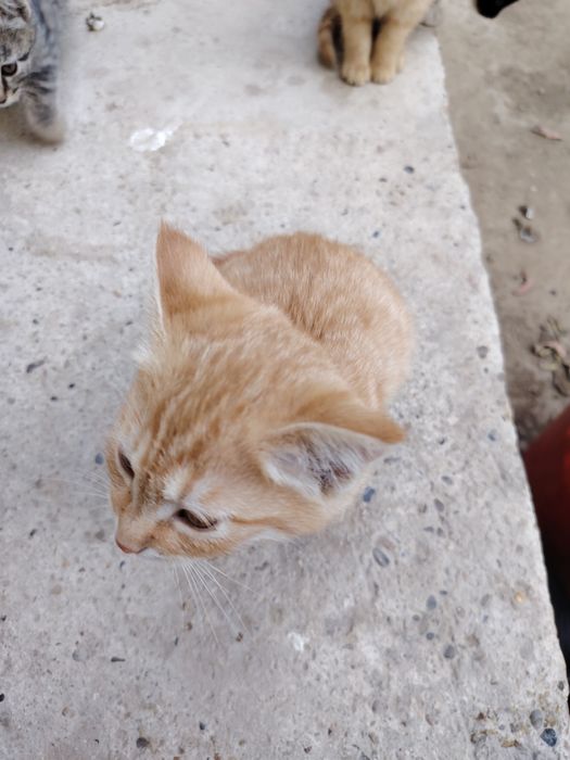 Мушуклар котята бепул даром