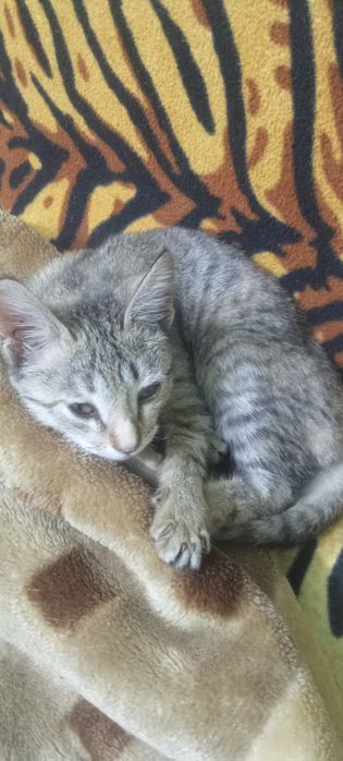 Хороший котенок,девочка !!!