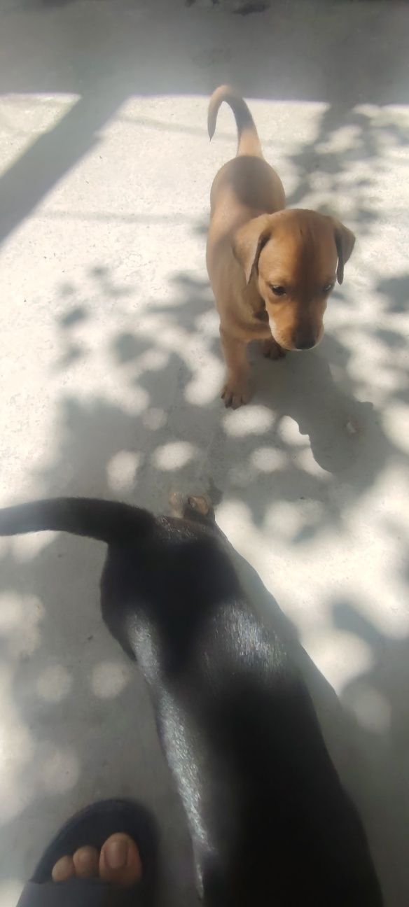 Doberman gold rangidan ham bor