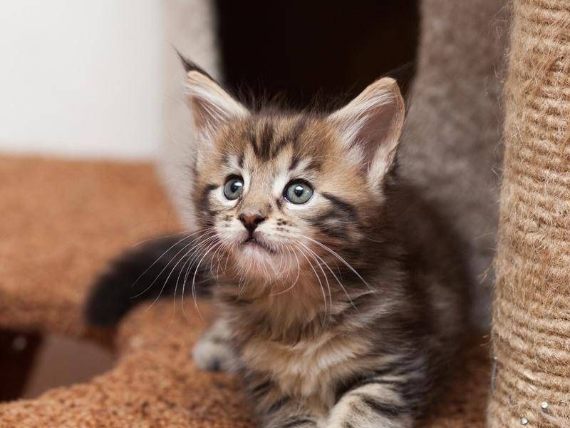 Maine Coon disponibil