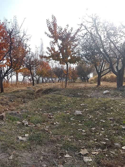 Bogʻ 15 sotix olma va gilos daraxtlari bor