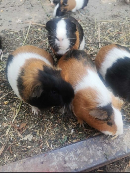 Vând porcusori diferite varste