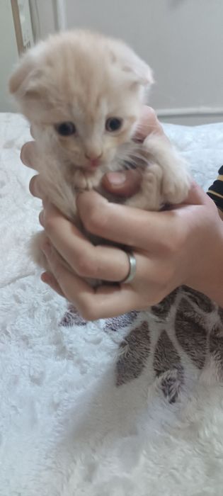 Котята вислоухие