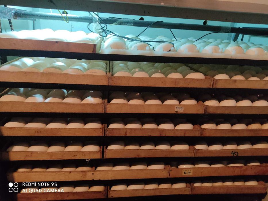 Продам инкубаторы