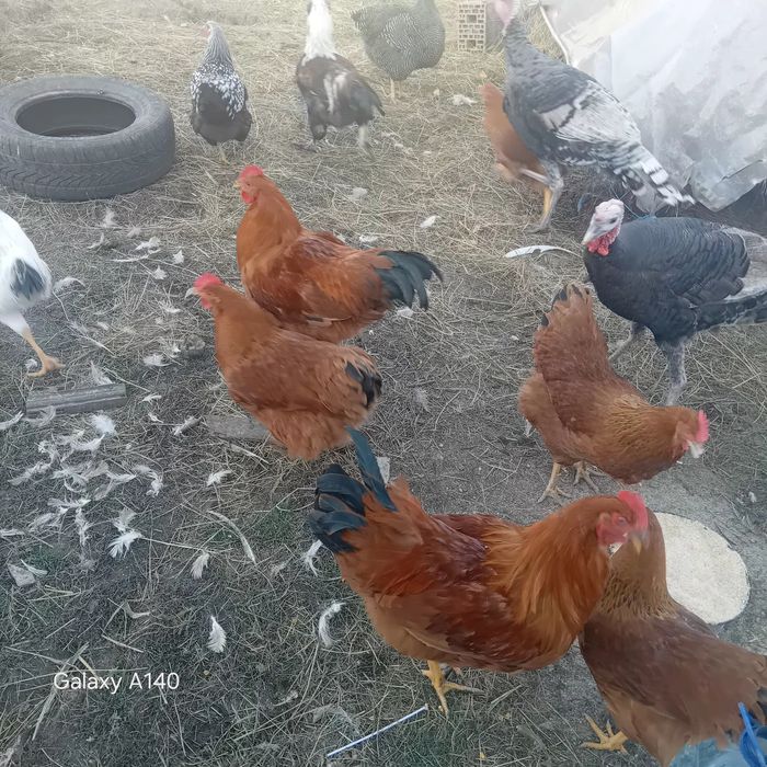 Cocoși de rasă viandot, plaimond, paverole, etc