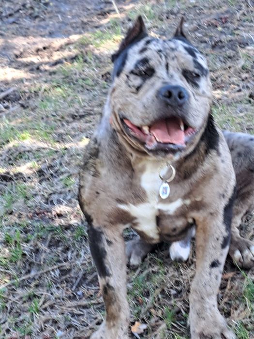 Американский булли на вязку