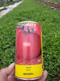Pomidor koʻchat Madera navi