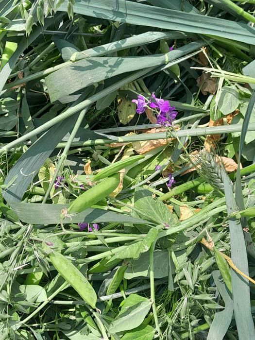 Бали сено и смеска