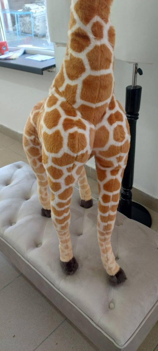 Girafa plus evenimente/ PhitoCorner Jungle