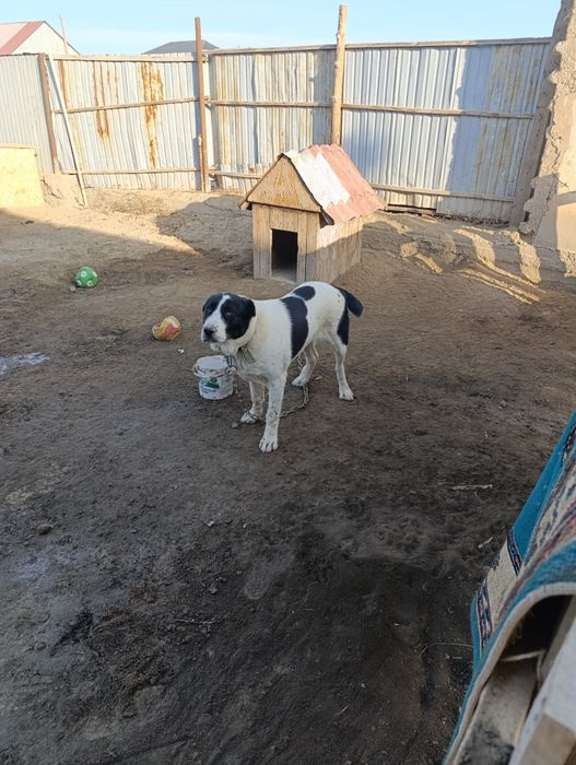 Казакы ит 7 айлык