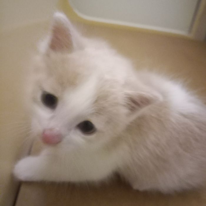 Котёнок мальчик один месяц