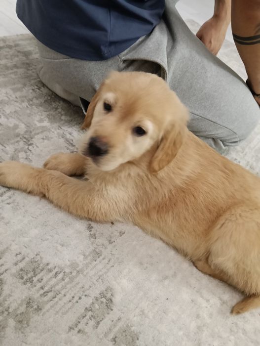 Vând golden retriever